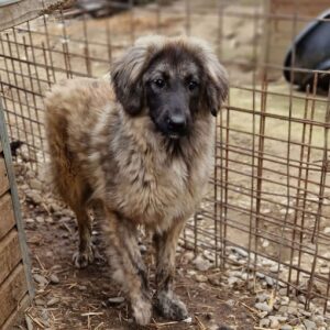 CLOUD - bereits unsicher, sollte schnellstmöglich ausreisen - reserviert Manuela - vermittelt