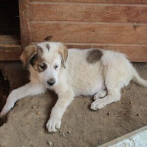 LUNO - sollte schnellstmöglich ausreisen - reserviert TH Koblenz vermittelt