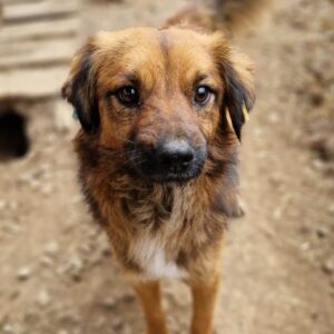 JEDIE - vermittelt Betty