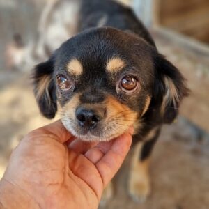 LENIE - ausgereist zur Tierhilfe Lebenswert