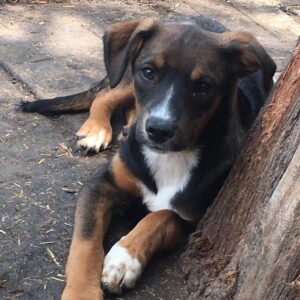 ANDO - auf Pflegestelle in PLZ 5 vermittelt