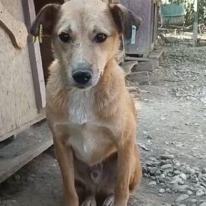 ISLAY (♂) - seit mind. 2022 im Shelter