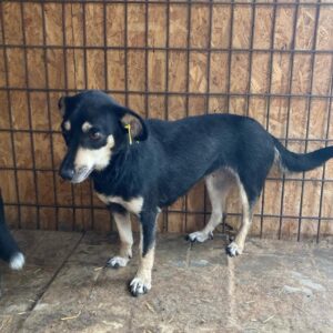 JAQUI - reserviert Tierhilfe Lebenswert DR (26.07.) - vermittelt