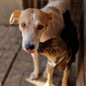 LANI (♀) - auf PS im PLZ Bereich 21 - vermittelt