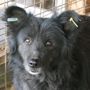 ZOCHA (♀) - vermisst 11/24