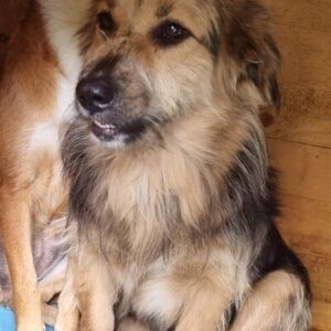 TRISNIA - reserviert Tierhilfe Lebenswert DR (29.08.) - vermittelt