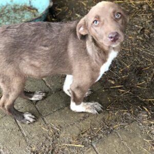 ELFI - auf PDR PS in PLZ Bezirk 16 *vermittelt*