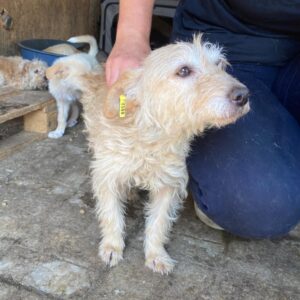 STINA - auf Pflegestelle in PLZ 3 vermittelt