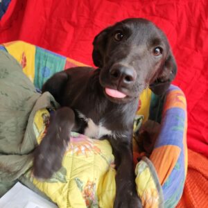 ARRANCINI - reserviert LS vermittelt