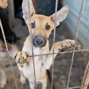 DIX - auf PDR PS im PLZ Bezirk 84 - vermittelt