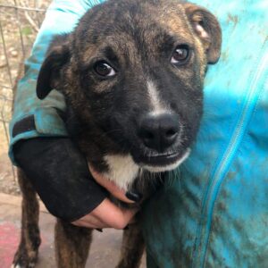 MARCELINO - Notfall - hartnäckiger Husten - reserviert LS - vermittelt