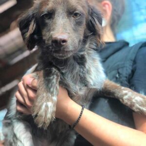 LIZZA - reserviert TST Rösrath vermittelt