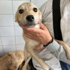 EBBO - ausgereist zur Tierhilfe Lebenswert