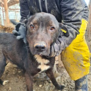 NELIO - Mobbingopfer - reserviert Manuela - vermittelt