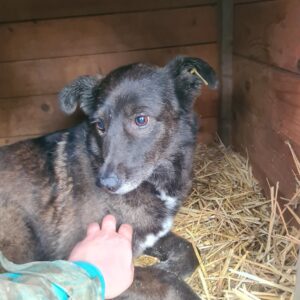 WANJA (⚤) - vermisst 04/2023