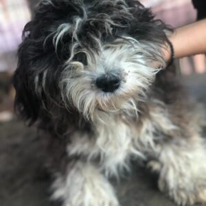 AKKI - reserviert TST Rösrath vermittelt