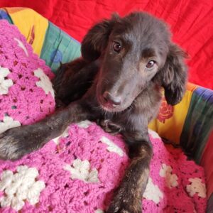 MARONI - reserviert JW vermittelt