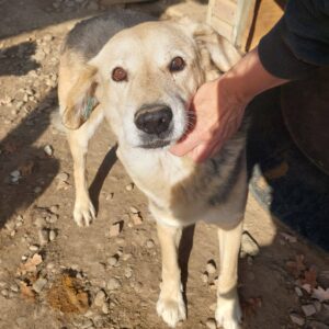 GIANNINO - reserviert Betty - vermittelt