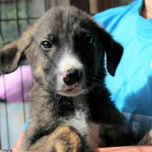 MARTIN - reserviert JW vermittelt