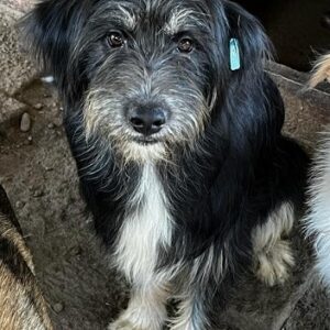 PÜPPI - auf PDR PS im PLZ Bezirk 18 - vermittelt