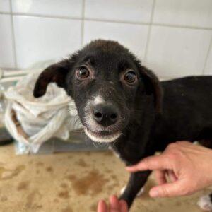 SILLY - ausgereist zur Tierhilfe Lebenswert