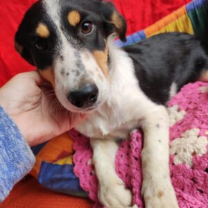 ANNE - reserviert TH Andernach - vermittelt