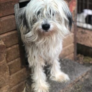 KRISTINA - reserviert TST Rösrath vermittelt