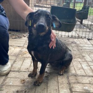 LUCILLE - reserviert TST Europa vermittelt