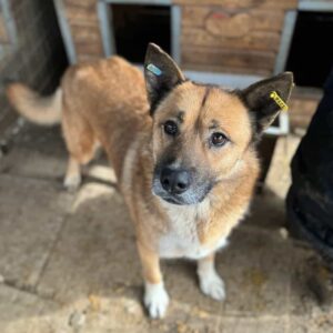 MASON (♂) - ausgereist zum TH Gelnhausen