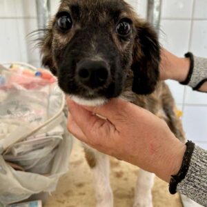 LONNEKE - reserviert für Tierhilfe Lebenswert - vermittelt