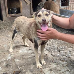 MARONE - reserviert TH Koblenz vermittelt