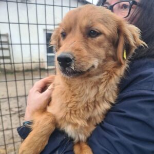 LARISSA - auf Pflegestelle in PLZ 78 *vermittelt*