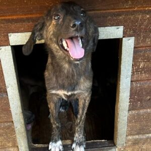 GINA - auf PDR PS im PLZ Bezirk 61 - vermittelt