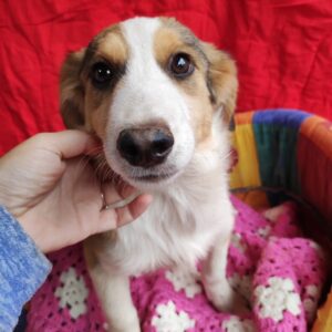 MILA - reserviert Betty vermittelt