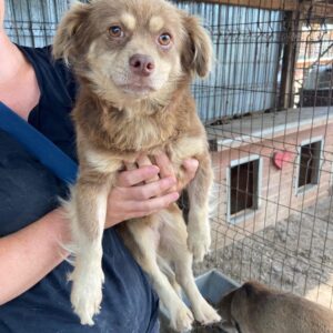 PIERCE - reserviert Tierhilfe Lebenswert DR (12.07.) - vermittelt