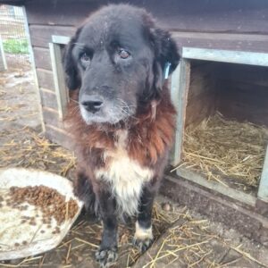 MORTIMER - resignierter Senior - reserviert dog friends Portugal - vermittelt