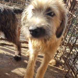 BJARKI - reserviert TH Koblenz vermittelt