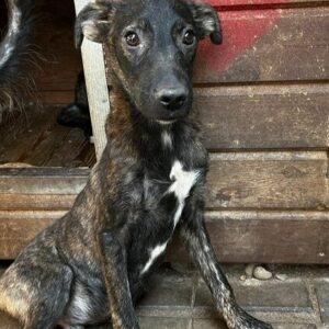 PINO - auf PDR PS im PLZ Bezirk 53 - vermittelt