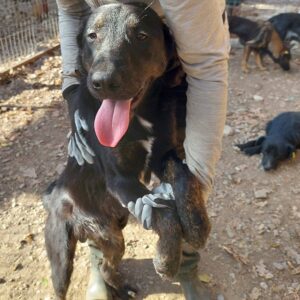 CHEWY - reserviert TINO - vermittelt