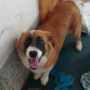 PEACHES - ausgereist zur Tierhilfe Lebenswert