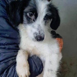 MIRAY - reserviert für Tierhilfe Lebenswert - vermittelt