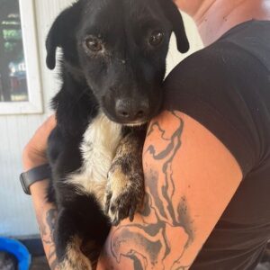 PIPIN - auf PDR PS im PLZ Bezirk 18 - vermittelt