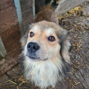 SPATZ - reserviert TH Limburg - vermittelt