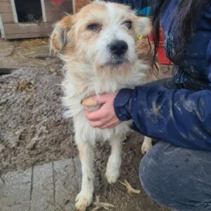 BERTSCHI - auf Pflegestelle in PLZ 18 *vermittelt*