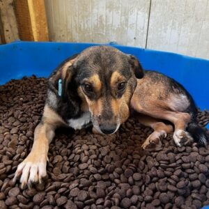 FANNY (♀) – vermisst 11/24