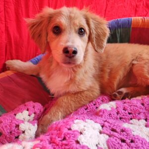 TIFFY - auf Pflegestelle in PLZ 4 vermittelt