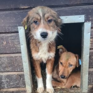 MARNIE - reserviert TH Limburg - vermittelt