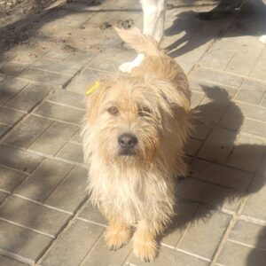 TAWNY - reserviert TST Rösrath vermittelt