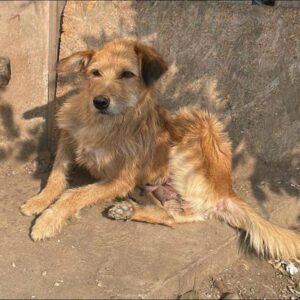 MARIELOUISE - linker Hinterlauf fehlt - reserviert TH Wannigsmühle 19.09 vermittelt