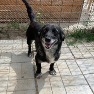 LORETTA - auf Pflegestelle in PLZ 2 vermittelt